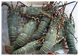 Lobster 1Kg ( 2/3 pcs per kg )